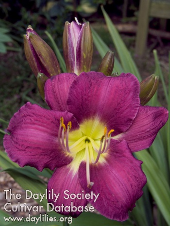 Daylily Chicago Royal Robe